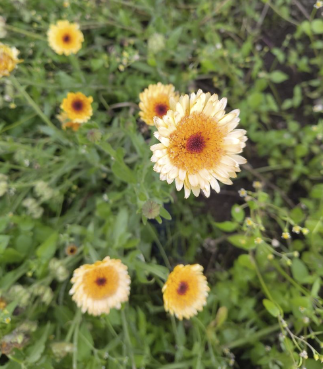 Alte Sorten als Samen bestellen: Ringelblumen