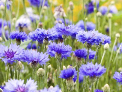 Alte Sorten als Samen bestellen: Kornblumen