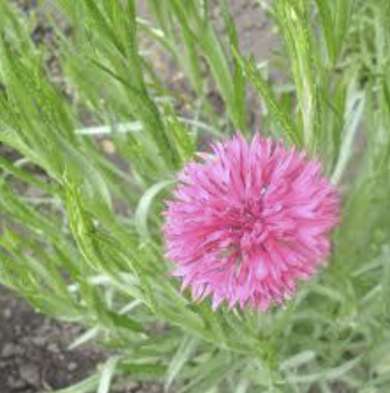Alte Sorten als Samen bestellen: Sommerblumen