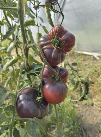 Alte Sorten als Samen bestellen: Tmaten
