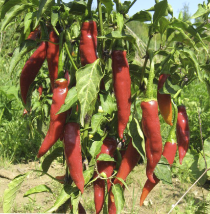 Alte Sorten als Samen bestellen: paprika