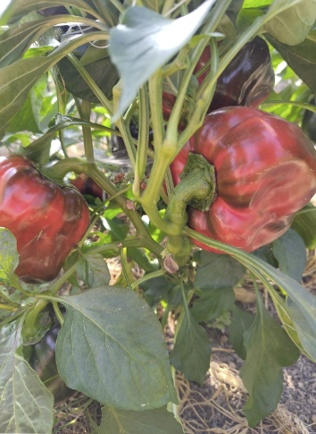 Alte Sorten als Samen bestellen: Paprika