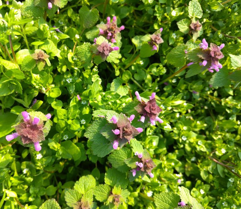 Frohe Ostern allen Ernteteiler:innen