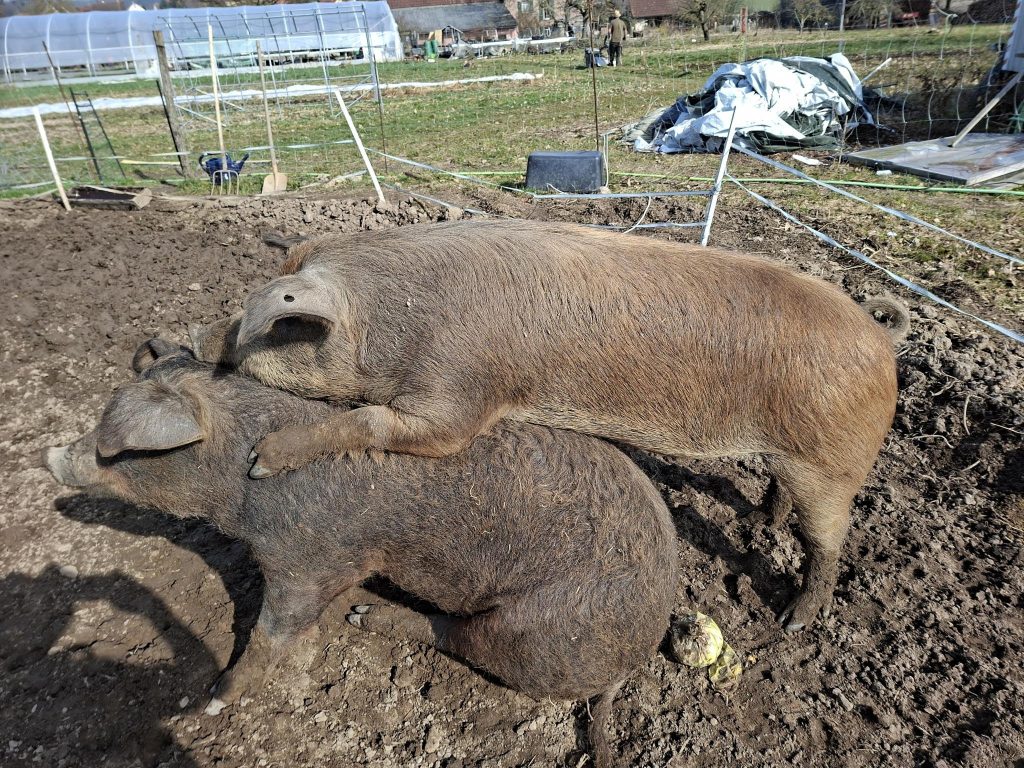 Freilandschweine am Hof.