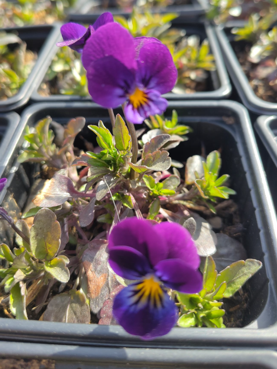 Stiefmütterchen am hof