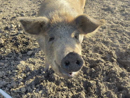 Freilandschweine am Hof. 