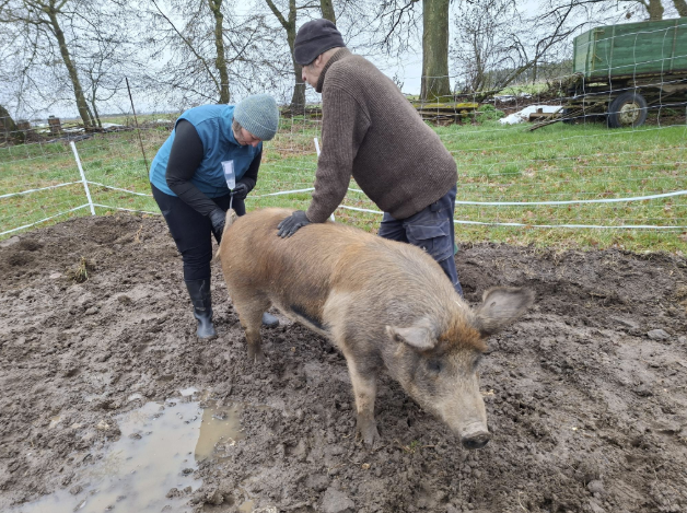 Freulaufendes Schwein Eloise wird besamt