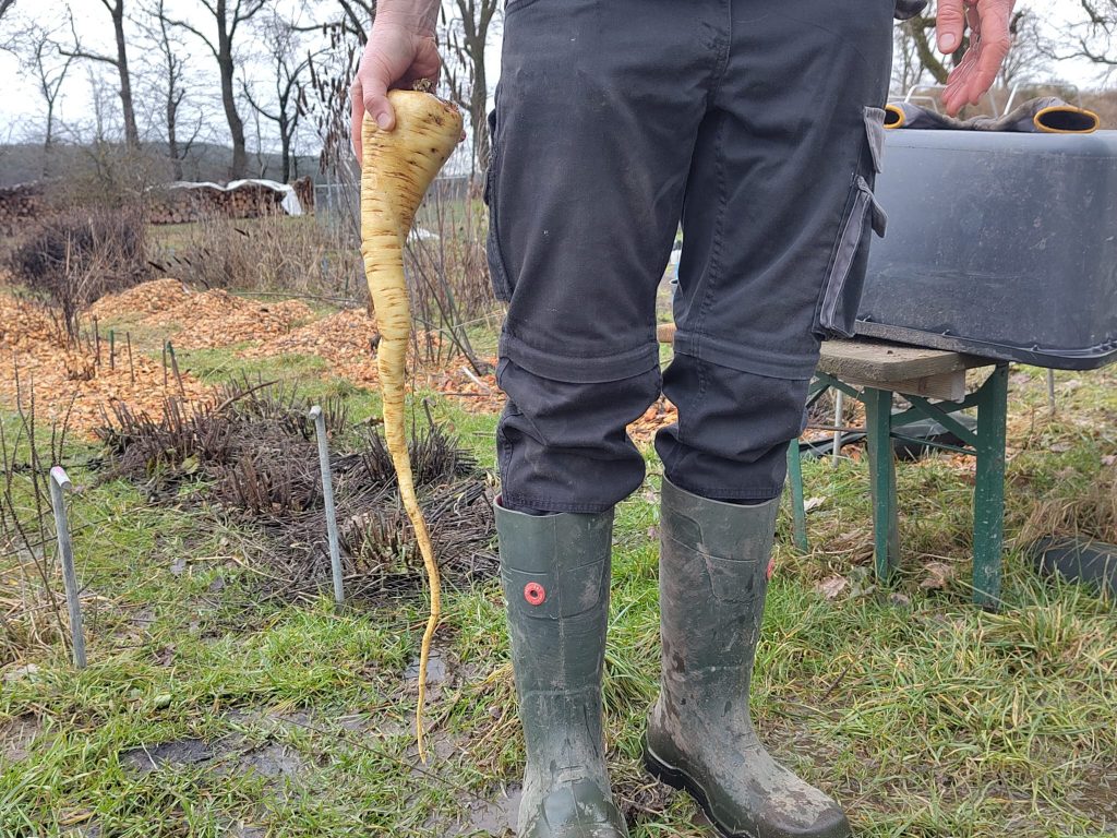 Pastinakenernte Am Hof Alawi