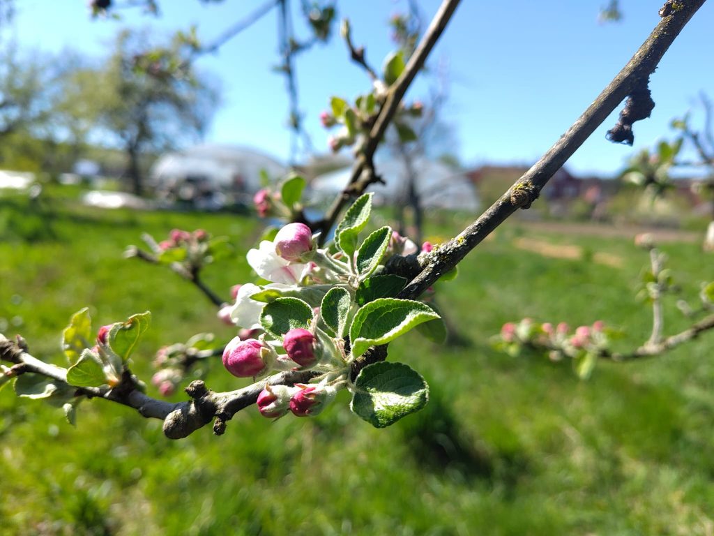 Apfelblüte in Kammerstein