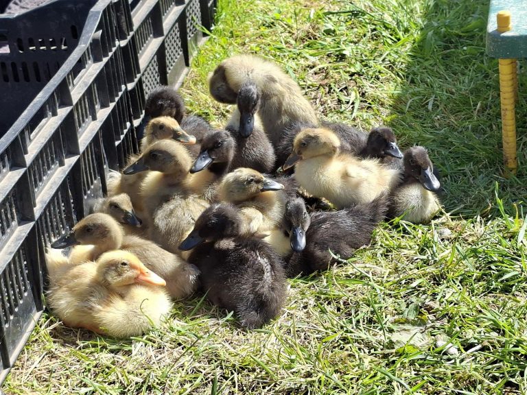 Küken freuen sich über Frühlingssonne