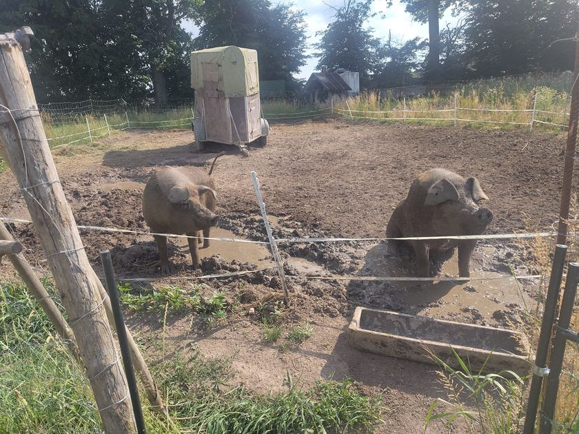 Schweine bei Hitze