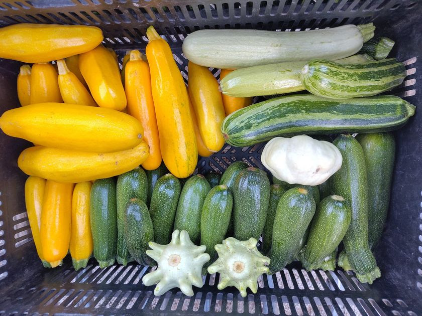 Zuchini in der ERntekiste