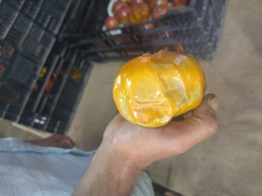 Tomaten
