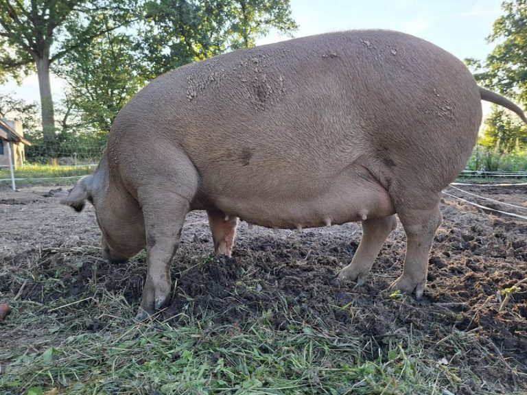 dass unsere Sau Eloise trächtig ist und sehr bald Ferkel abferkeln wird.