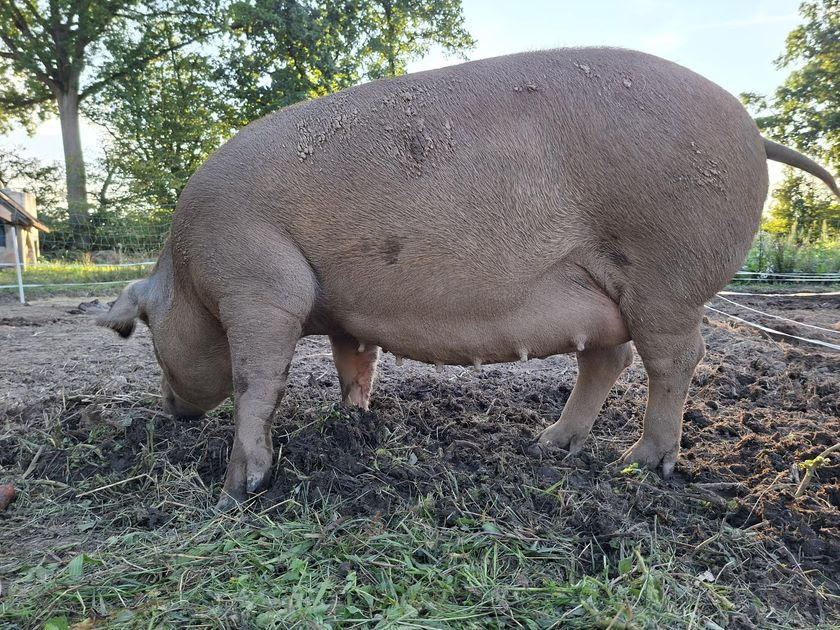 dass unsere Sau Eloise trächtig ist und sehr bald Ferkel abferkeln wird.