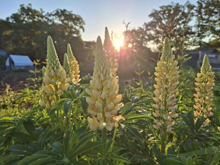 Abendstimmung mit Lupinen am Hof