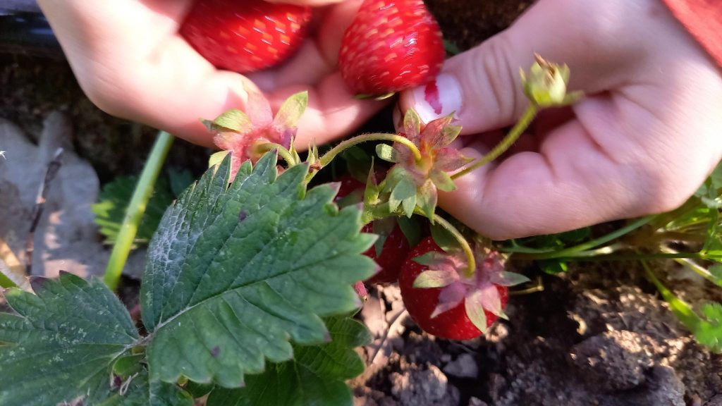 erdbeeren selber ernten Am Hof
