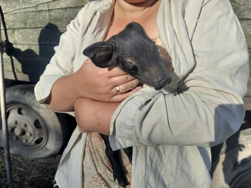 Wer die Schweinchen anschauen will, ist herzlich eingeladen. Bitte außerhalb des Wildzauns bleiben und ruhig sein. 