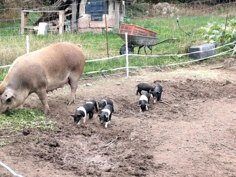 Unten seht ihr die Schweinchen mit Mama beim Ausflug. Sie sind jetzt schon viel umtriebiger und erkunden ihr Terrain, inkl. Elektrozaun...
