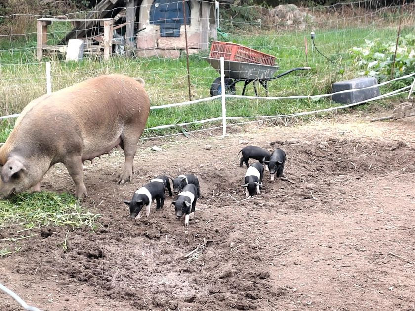 Unten seht ihr die Schweinchen mit Mama beim Ausflug. Sie sind jetzt schon viel umtriebiger und erkunden ihr Terrain, inkl. Elektrozaun...
