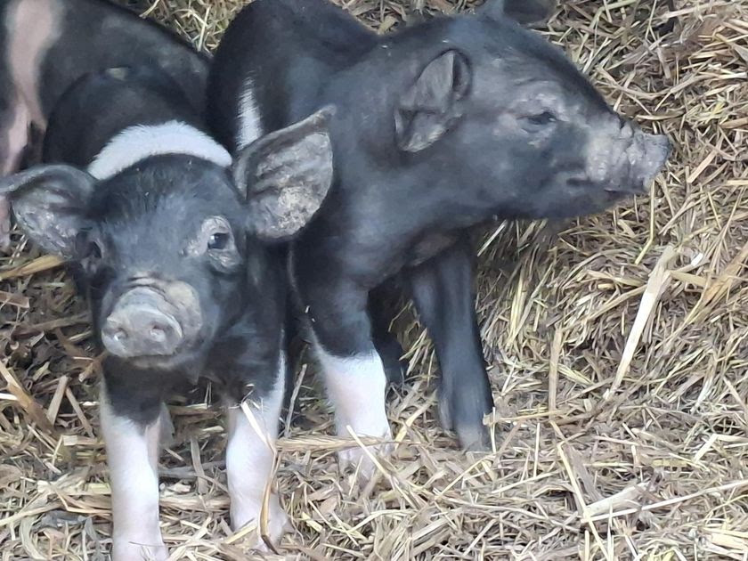 Aber wenn man sieht, wie Eloise die ganze Zeit mit den Ferkeln kommuniziert, kann man das eigentlich nicht machen.